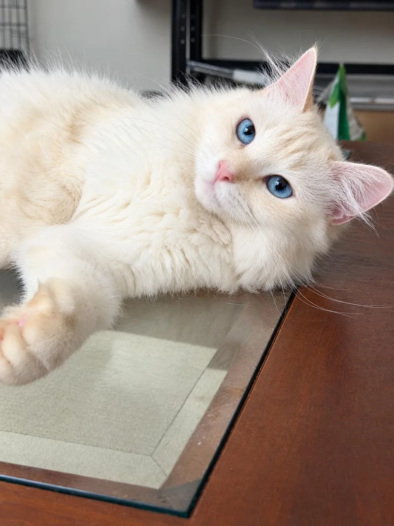 Yuki thumbnail 2
