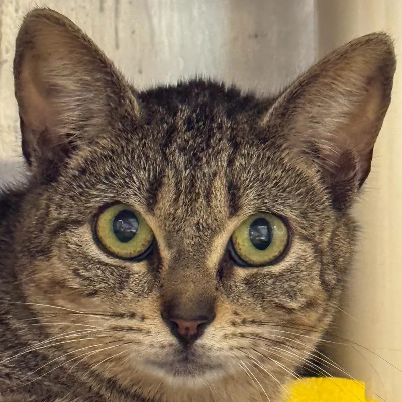 A young medium-sized female Brown / Chocolate Domestic Short Hair cat named Hecate for adoption in Kennebunk, ME