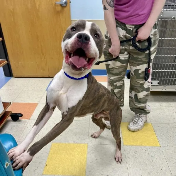 An adult medium-sized male Pit Bull Terrier dog named Cousin for adoption in Sioux City, IA