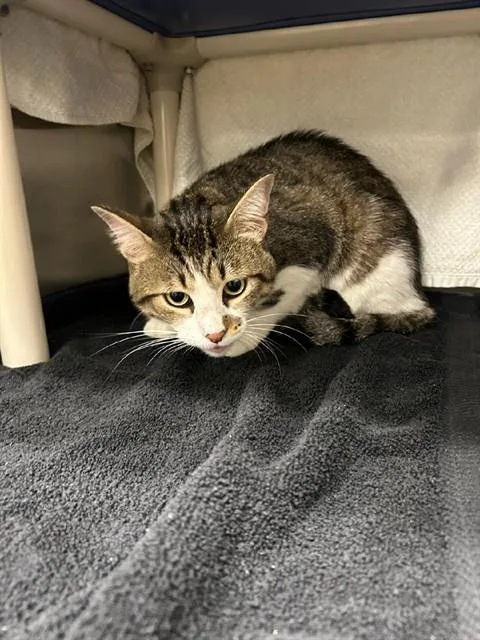 An adult medium-sized male Domestic Short Hair cat named Taz for adoption in Huntsville, AL