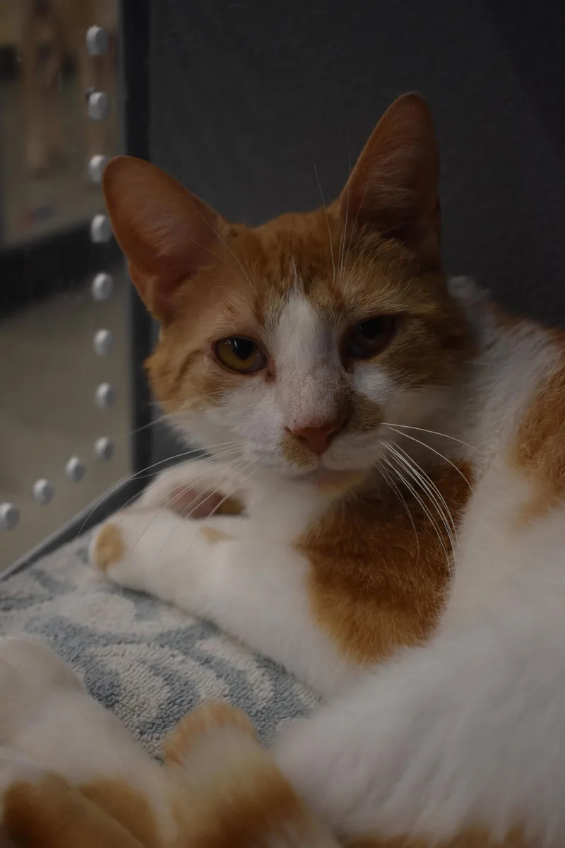 A young medium-sized male Tabby cat named August for adoption in Greenville, DE