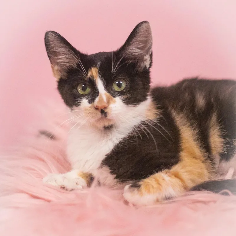 A baby small-sized female Brown / Chocolate Domestic Short Hair cat named Koralynn for adoption in Ponte Vedra, FL