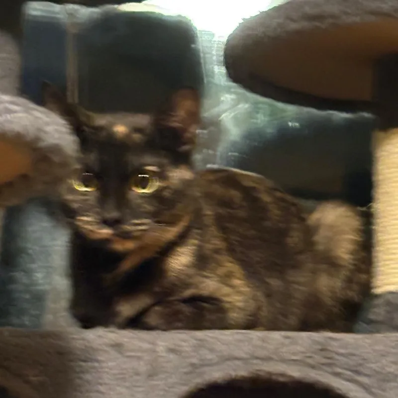 Carlotta thumbnail 2