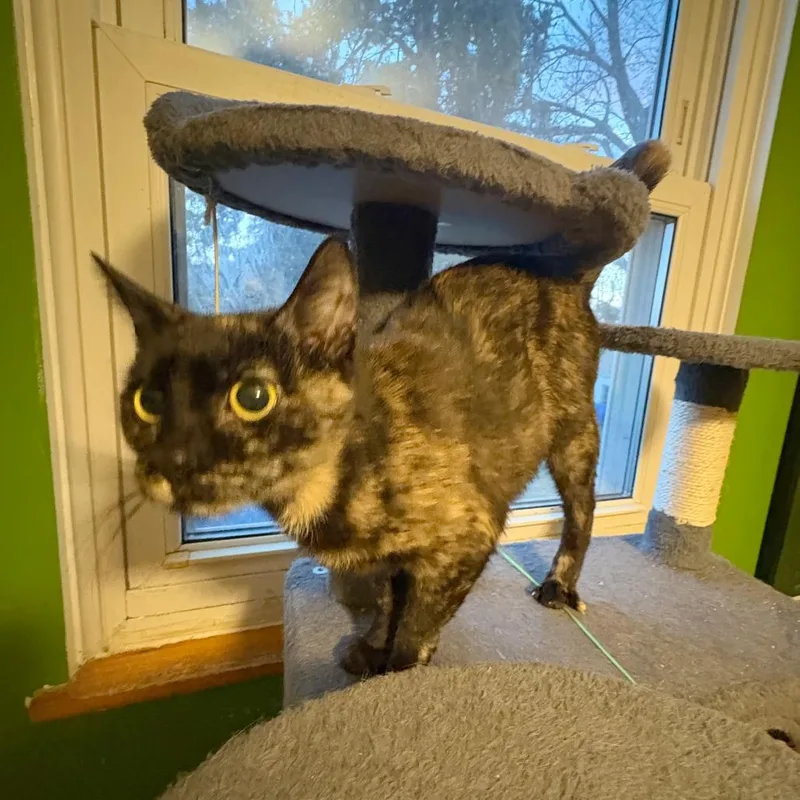 Carlotta thumbnail 3