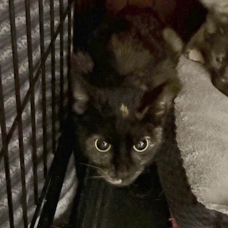 Carlotta thumbnail 4