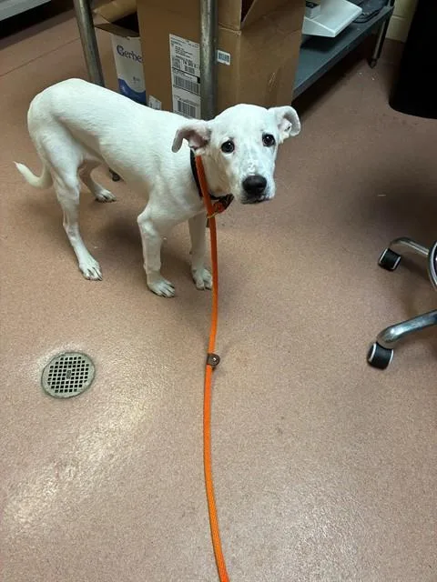 A young medium-sized female Pit Bull Terrier dog named Snow for adoption in Cookeville, TN