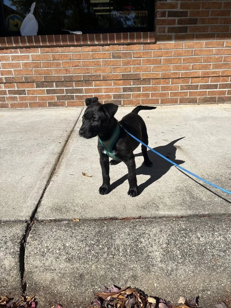A baby medium-sized male Terrier dog named Sturgill for adoption in Candler, NC