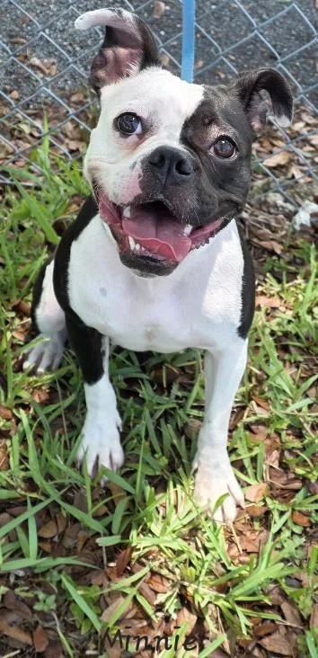 An adult medium-sized female Boston Terrier dog named Minnie for adoption in Key Largo, FL
