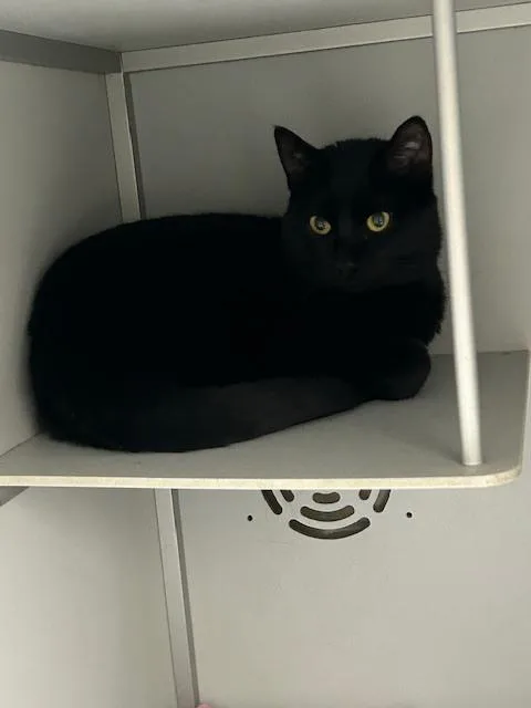 An adult medium-sized male Black Domestic Short Hair cat named Orion for adoption in Anoka, MN