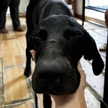 A young medium-sized male Black Doberman Pinscher dog named Rocky for adoption in Edinburg, TX