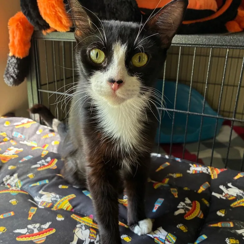 A young medium-sized female Black Domestic Short Hair cat named Beatrice for adoption in Boston, MA