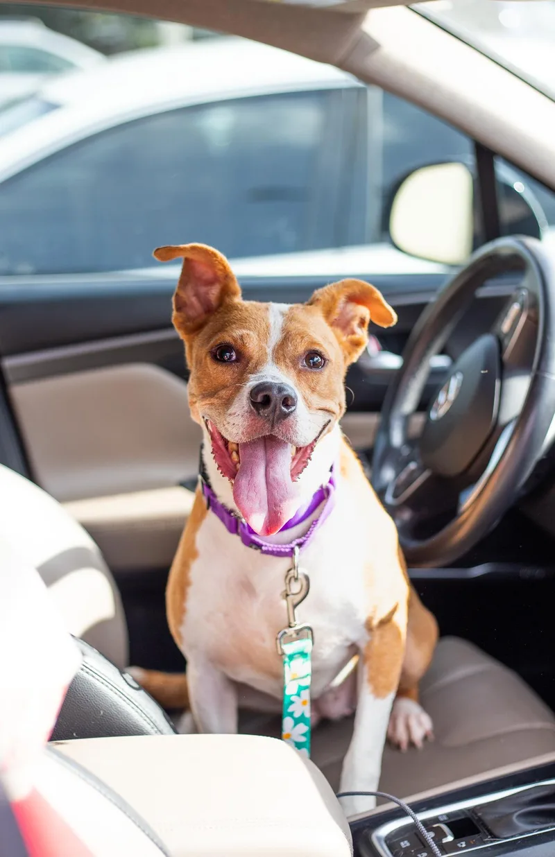 A young medium-sized female American Staffordshire Terrier dog named Sushi for adoption in tampa, FL