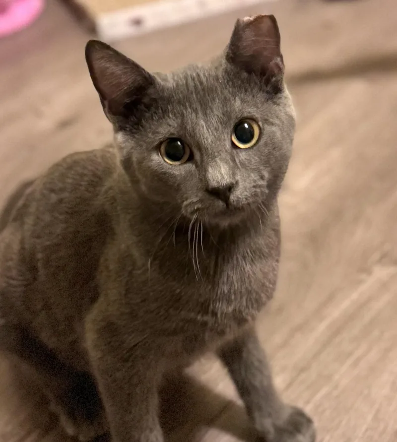 A baby small-sized female Gray / Blue / Silver Domestic Short Hair cat named Summer for adoption in Sedalia, MO