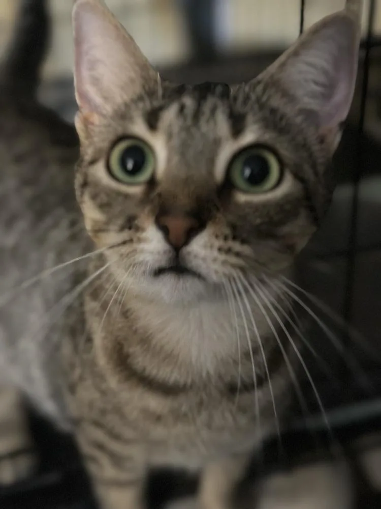 Sidekick thumbnail 4