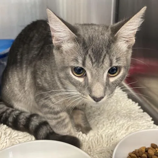 A young medium-sized male Gray / Blue / Silver Domestic Short Hair cat named Fang for adoption in Port Charlotte, FL