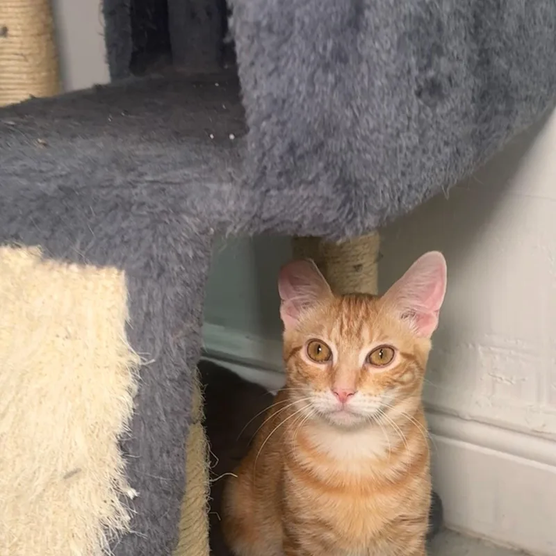 A baby small-sized male Domestic Short Hair cat named Milo for adoption in Miami, FL
