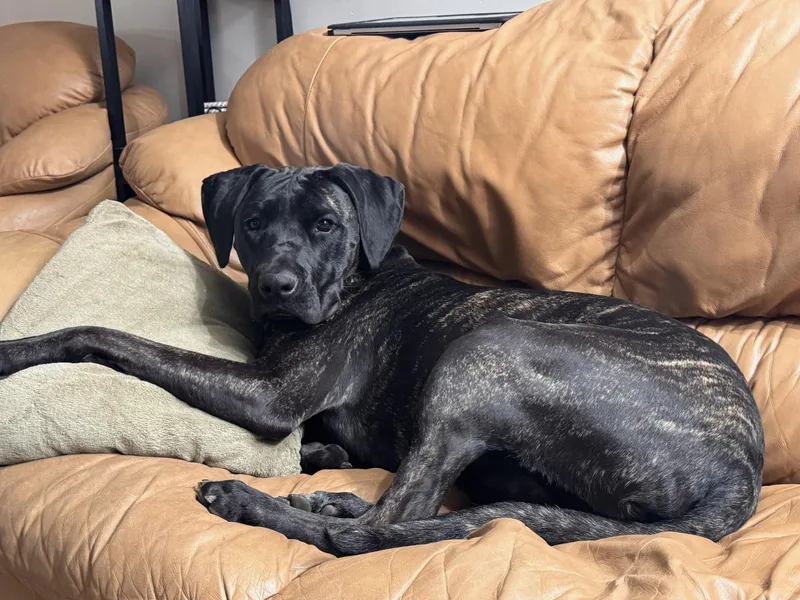 A young large-sized male Brindle Labrador Retriever dog named Arlo for adoption in Warrington, PA