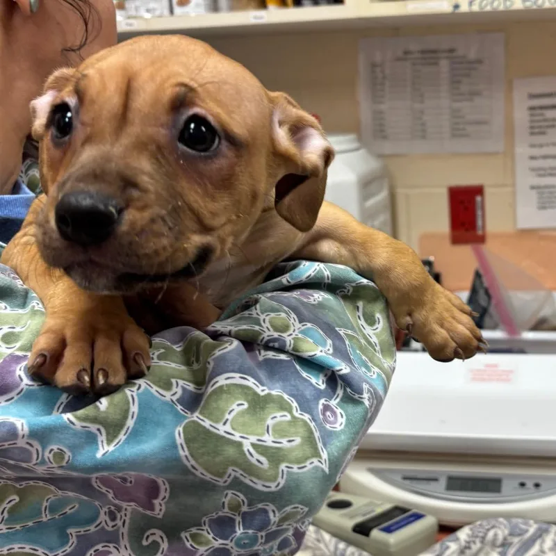 A baby small-sized female Yellow / Tan / Blond / Fawn Pit Bull Terrier dog named Inner Struggle for adoption in Springfield, MA