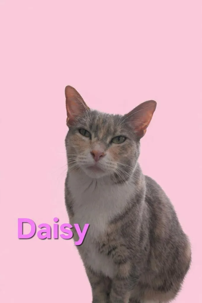 A young large-sized female Domestic Short Hair cat named Daisy for adoption in Leonardtown, MD