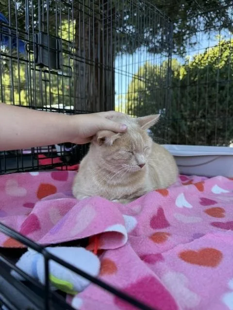 An adult medium-sized female Buff / Tan / Fawn Domestic Short Hair cat named Cecilia for adoption in Santa Cruz, CA