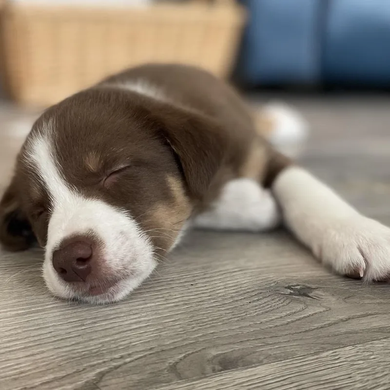 A baby medium-sized male Brown / Chocolate Border Collie dog named Hashbrown for adoption in La Grange, KY