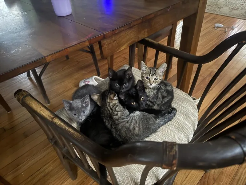A baby medium-sized female Tabby (Brown / Chocolate) Domestic Short Hair cat named Sweetie Peetie for adoption in Clinton Township, MI
