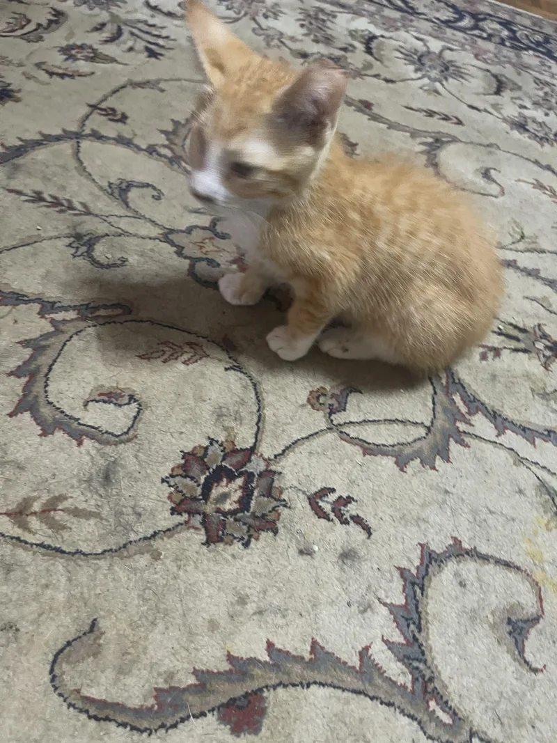 A baby medium-sized male Orange & White American Shorthair cat named Pirate for adoption in Chattanooga, TN