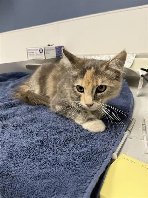 A baby small-sized female Domestic Medium Hair cat named Topaz for adoption in Santa Cruz, CA