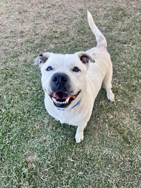 An adult large-sized male Pit Bull Terrier dog named Kobe for adoption in Riverside, CA