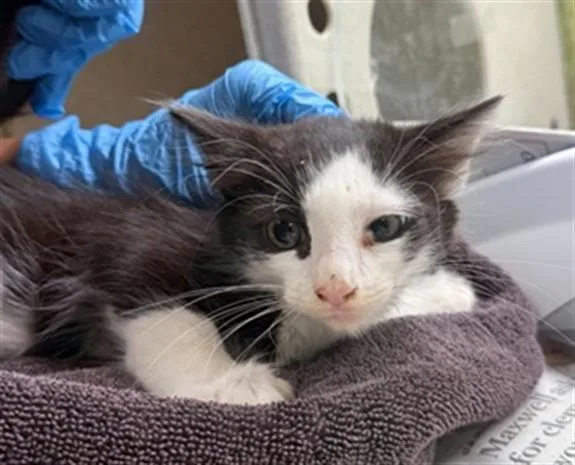 A baby small-sized male Domestic Short Hair cat named Taz for adoption in Riverside, CA