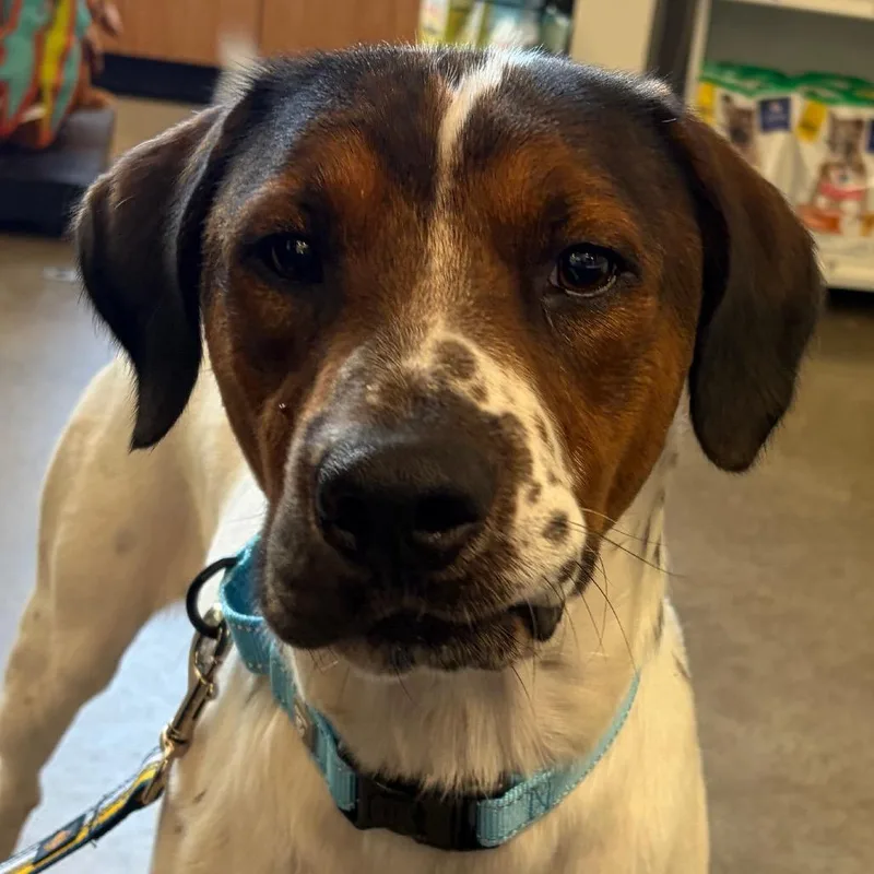 An adult large-sized male White / Cream Mixed Breed dog named Freckles for adoption in Middletown, RI