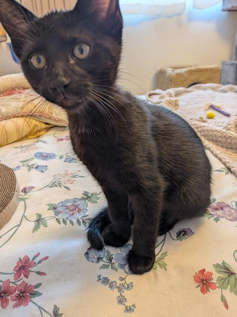 A baby medium-sized male Domestic Short Hair cat named Jason for adoption in San Pedro, CA