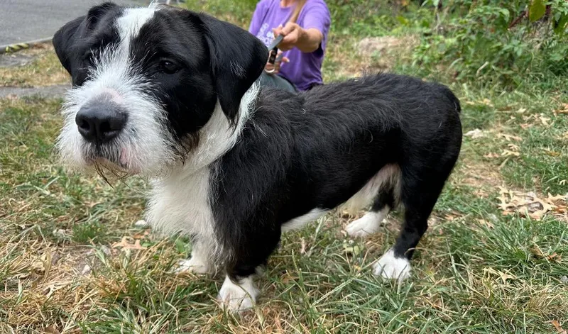 An adult medium-sized male Terrier dog named Basil for adoption in Ewing, NJ