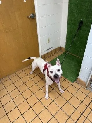 An adult large-sized male American Bulldog dog named Rio for adoption in Gainesville, FL