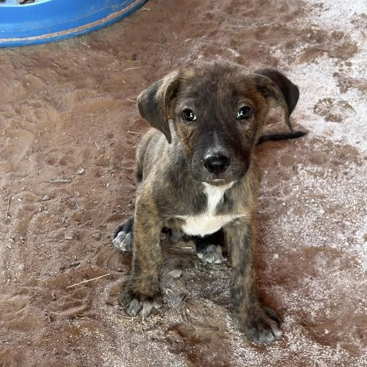 A baby medium-sized male Merle (Blue) Catahoula Leopard Dog dog named Brooks for adoption in Paradise, TX