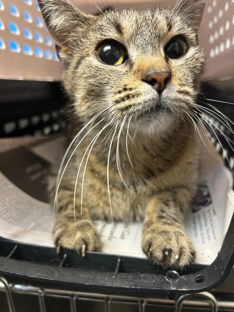 An adult medium-sized female Tabby (Brown / Chocolate) Domestic Short Hair cat named Cherry Blossom for adoption in North Brunswick, NJ