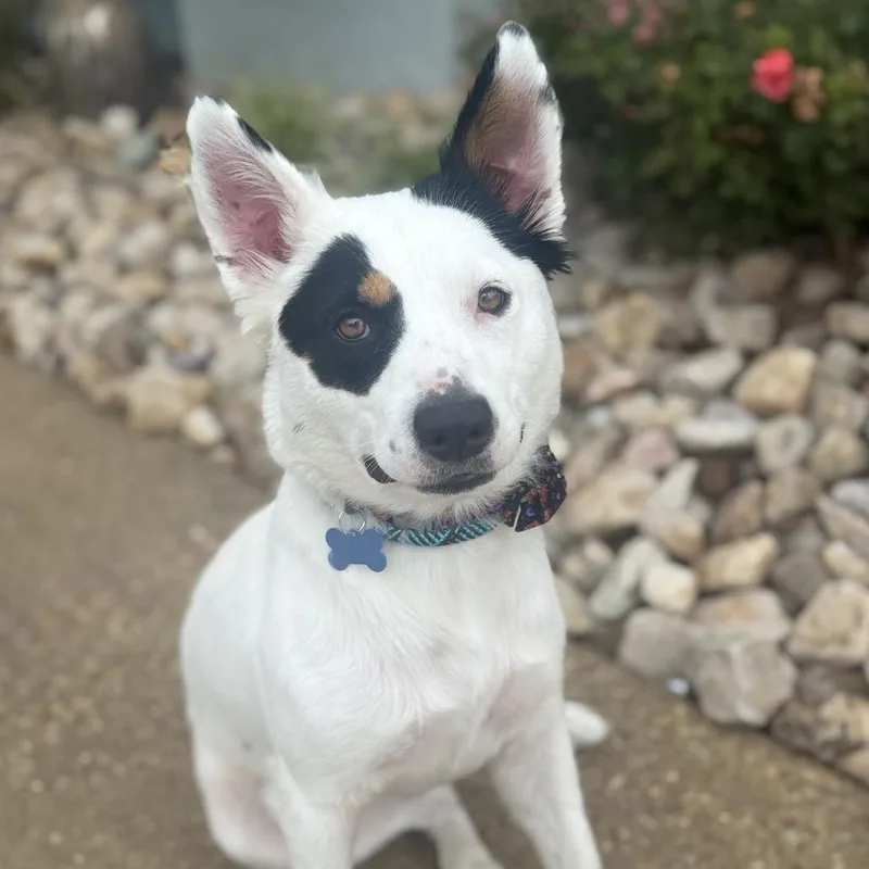 A young medium-sized female White / Cream Border Collie dog named Quinn for adoption in Chesapeake, VA