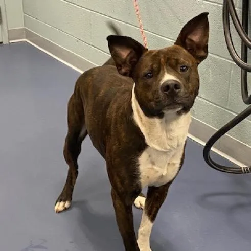 An adult medium-sized male Brindle Pit Bull Terrier dog named Bando for adoption in Greensboro, NC