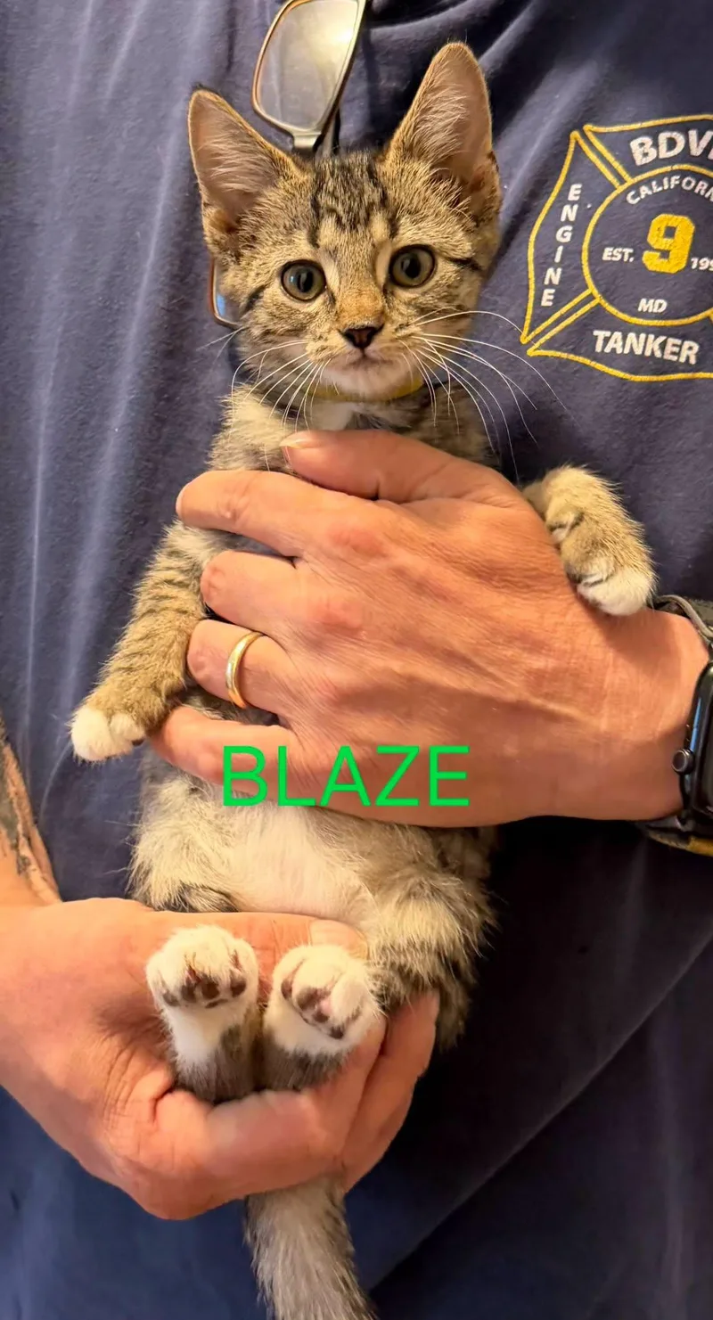 A baby medium-sized male Tabby (Brown / Chocolate) Domestic Short Hair cat named Blaze for adoption in Great Mills, MD