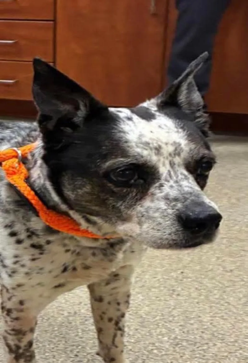 A senior medium-sized female Australian Cattle Dog / Blue Heeler dog named Emma for adoption in Bradenton, FL
