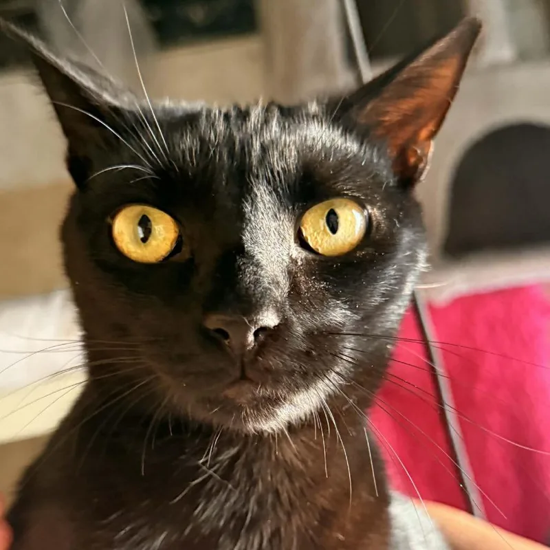 A young small-sized male Black Domestic Short Hair cat named Crimson for adoption in Brea, CA