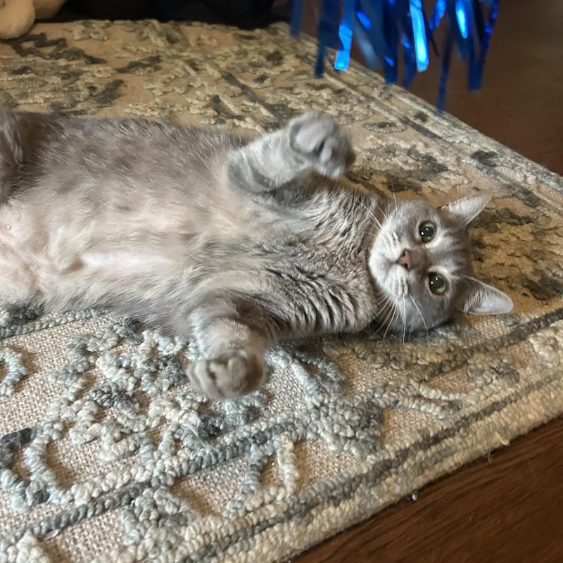 An adult medium-sized female Domestic Short Hair cat named Lucy for adoption in Mississippi State, MS