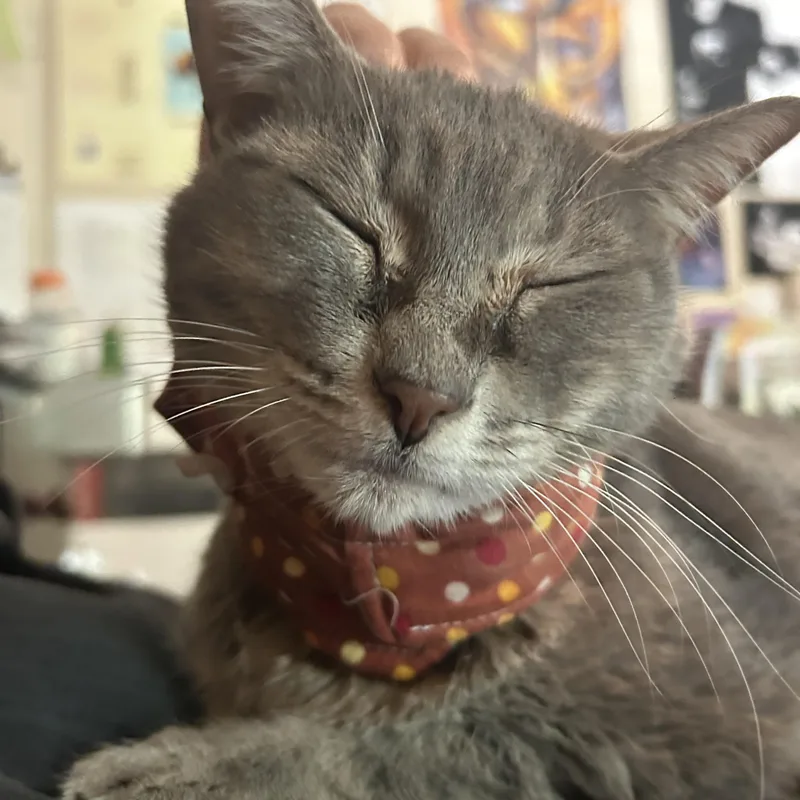 Lucy thumbnail 3