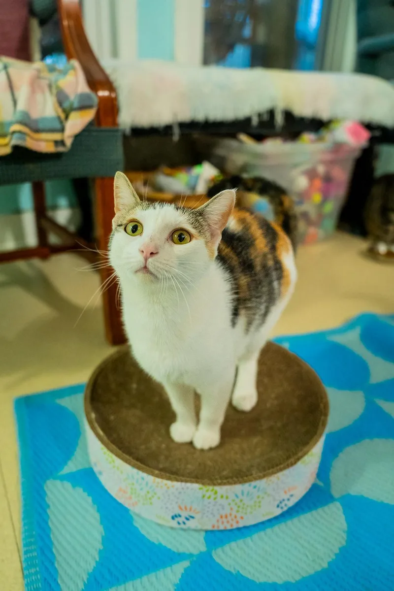 An adult medium-sized female White Domestic Short Hair cat named Strawberry for adoption in Dellslow, WV