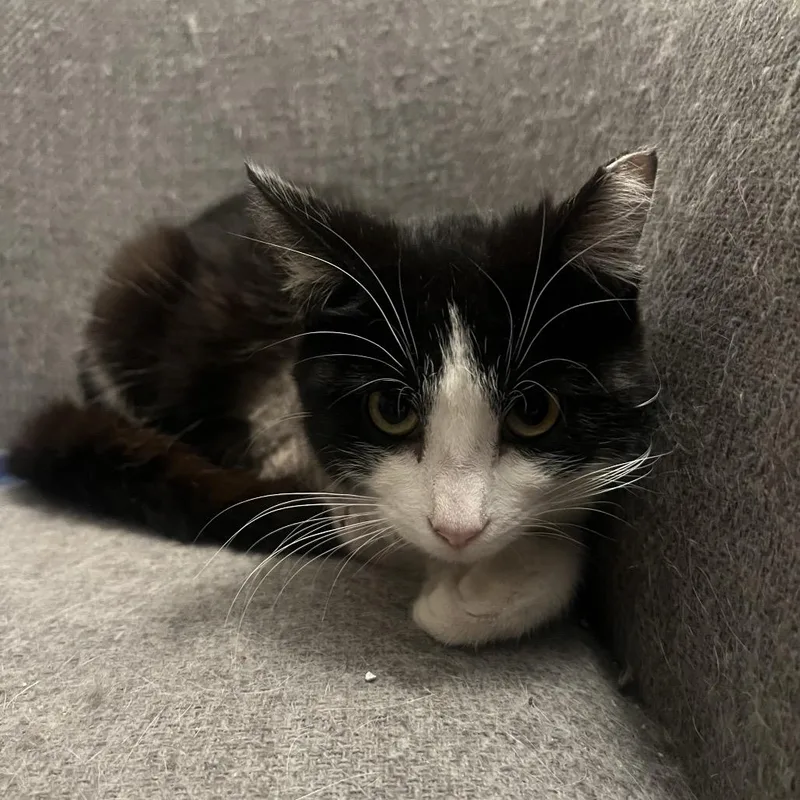 An adult small-sized male Black Domestic Short Hair cat named Inches for adoption in Phoenix, AZ