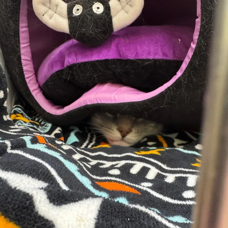 A senior medium-sized male Gray / Blue / Silver Domestic Medium Hair cat named Tigger for adoption in Perkiomenville, PA