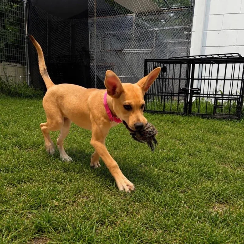 A baby small-sized male Yellow / Tan / Blond / Fawn Labrador Retriever dog named Emory for adoption in Hagerstown, MD
