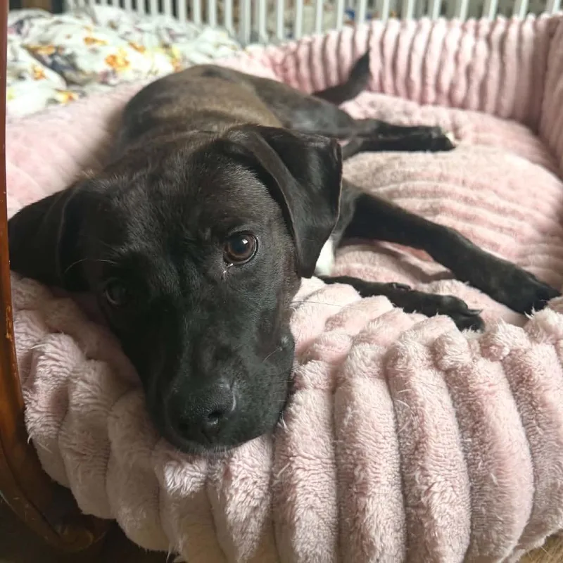 A young medium-sized female Brown / Chocolate Mixed Breed dog named Waterloo for adoption in Buffalo, MN
