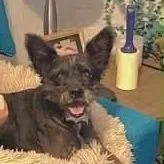 An adult medium-sized male Black Scottish Terrier dog named Scottie for adoption in Wadena, MN