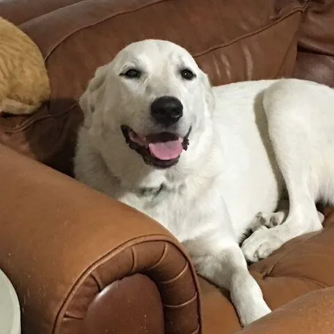 An adult extra large-sized female White / Cream Great Pyrenees dog named Bailey for adoption in Long Beach, MS